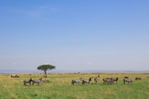 Travel scene for Amboseli Luxury Safari: 3 Days, image 1