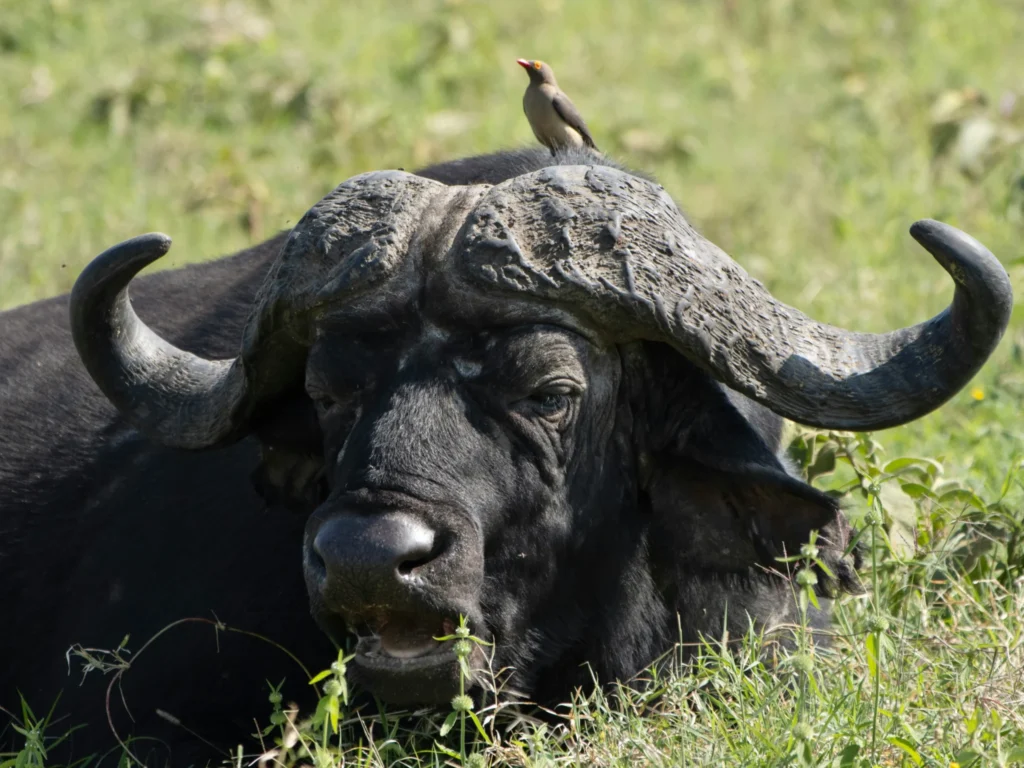 Travel scene from Buffalo Springs National Reserve