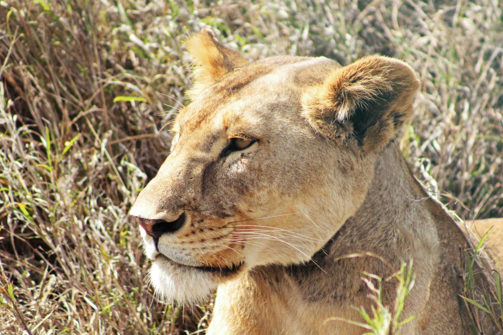 Travel scene for Bush and Beach Budget Kenyan Safari: 5 Days, image 6