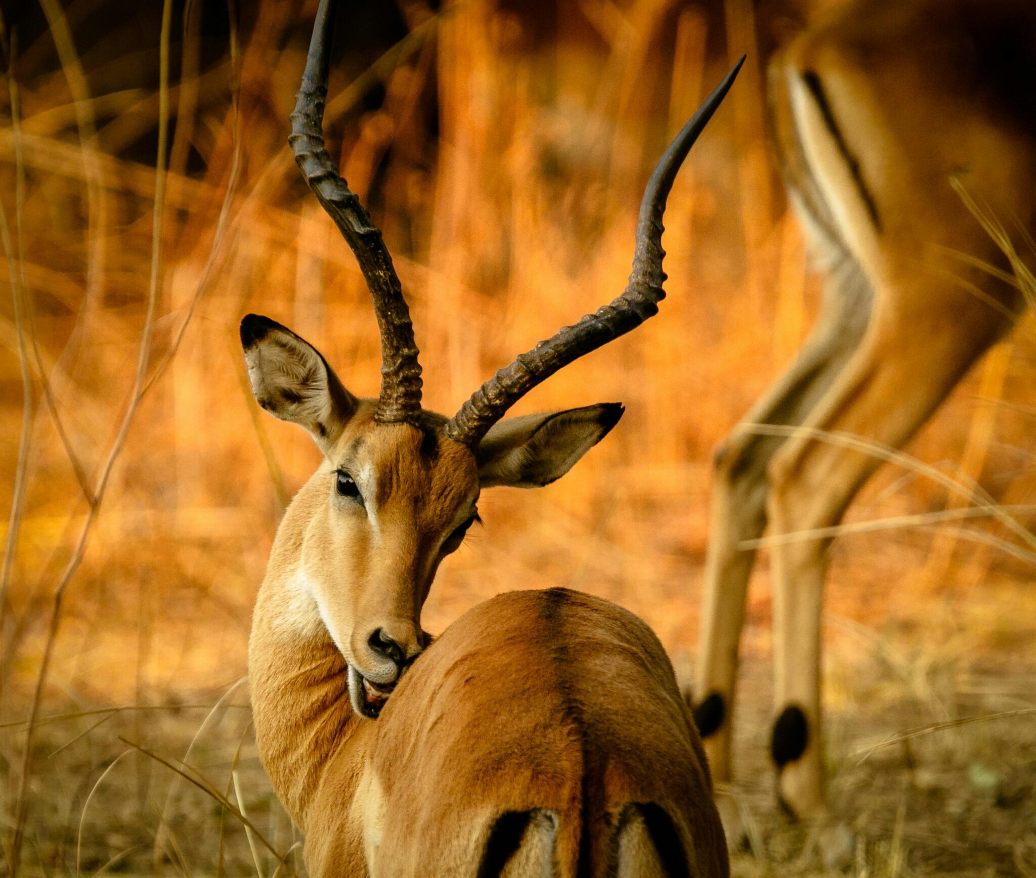 Travel scene for Bush and Beach Budget Kenyan Safari: 5 Days, image 10