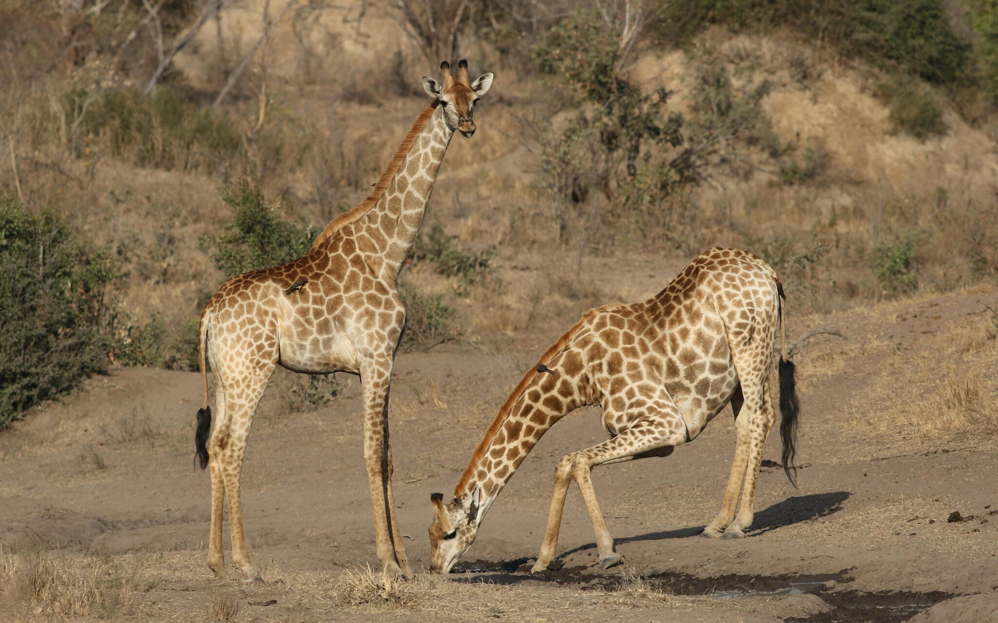 Travel scene for Bush and Beach Budget Kenyan Safari: 5 Days, image 11