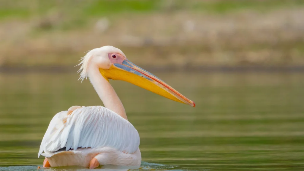 Travel scene for Full-Day Lake Naivasha with Boat Ride and Crescent Island Walking Safari, image 2