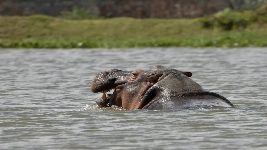Travel scene for Full-Day Lake Naivasha with Boat Ride and Crescent Island Walking Safari, image 3