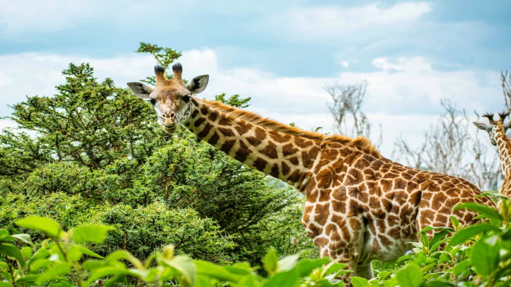 Travel scene for Full-Day Lake Naivasha with Boat Ride and Crescent Island Walking Safari, image 7
