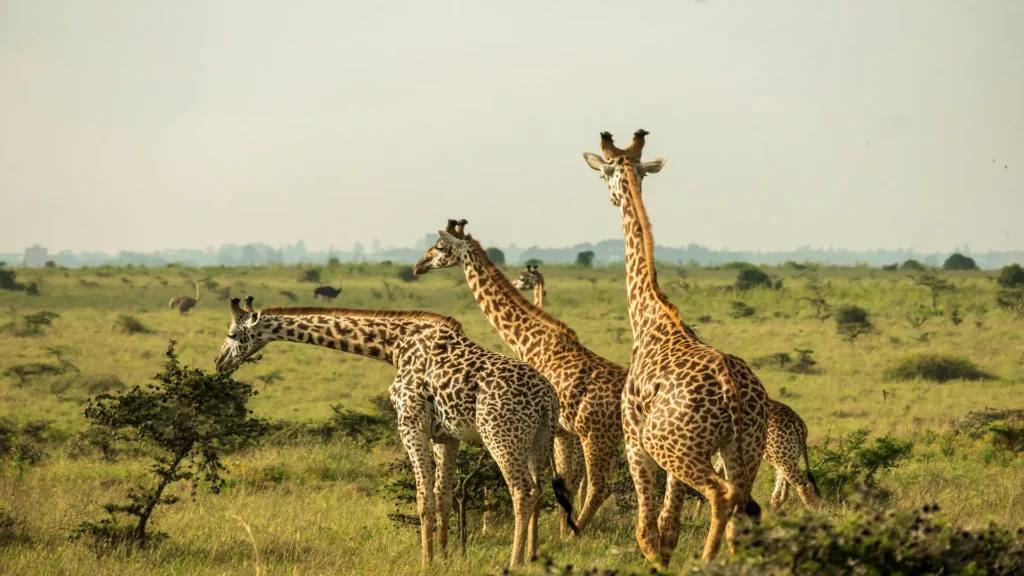 Travel scene for Full-Day Nairobi National Park, Sheldrick, Giraffe Centre and Karen Blixen Safari, image 3
