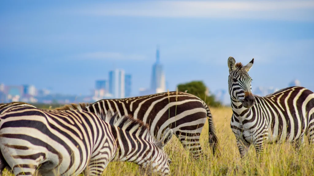 Travel scene for Full-Day Nairobi National Park, Sheldrick, Giraffe Centre and Karen Blixen Safari, image 5