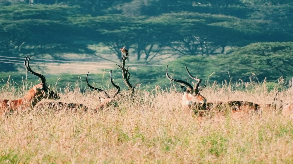 Travel scene for Full-Day Nairobi National Park, Sheldrick, Giraffe Centre and Karen Blixen Safari, image 7