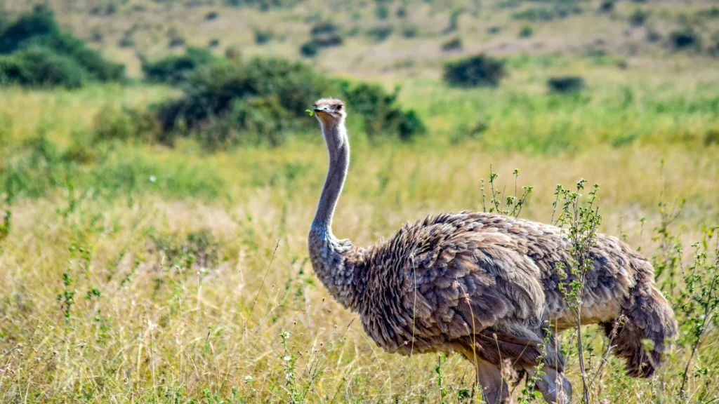 Travel scene for Full-Day Nairobi National Park, Sheldrick, Giraffe Centre and Karen Blixen Safari, image 14
