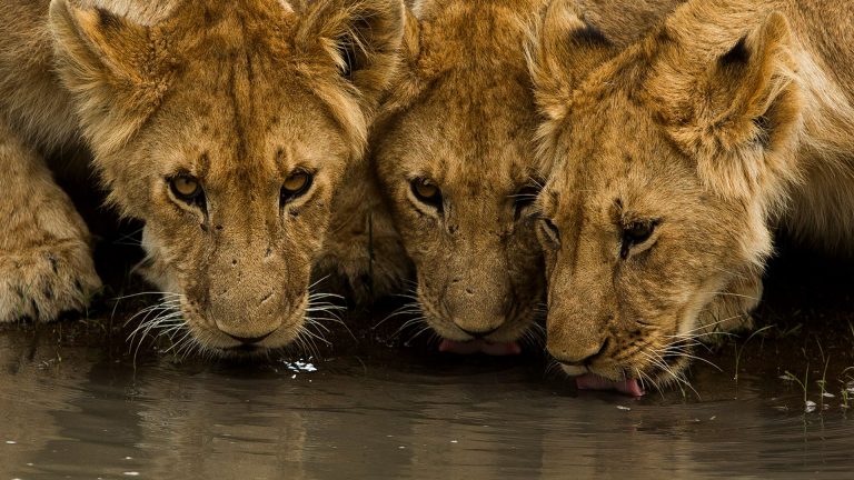 Travel scene for Lewa & Masai Mara, Rhino & Migration Luxury Safari: 6 Days, image 2