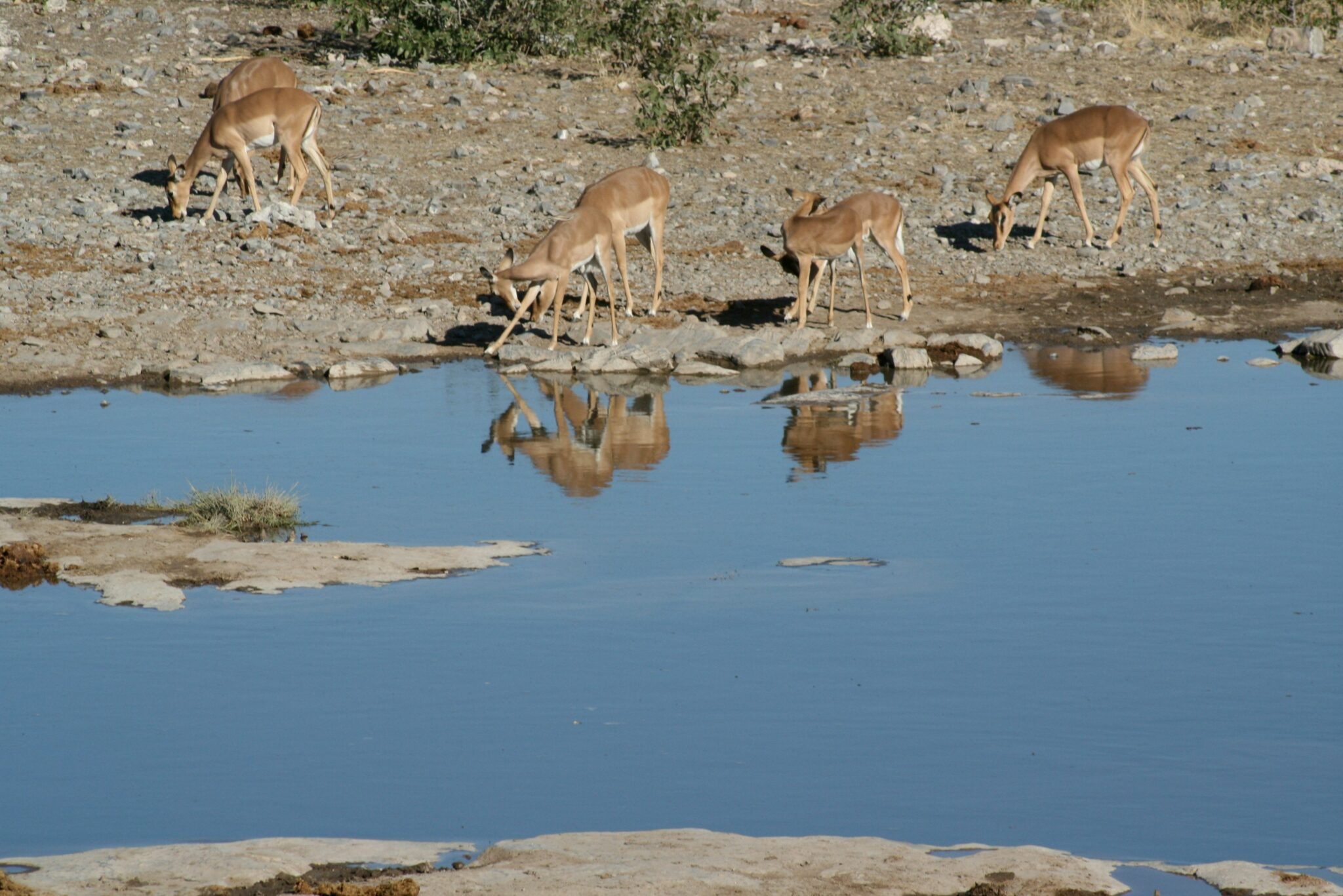 Travel scene for Lewa & Masai Mara, Rhino & Migration Luxury Safari: 6 Days, image 4