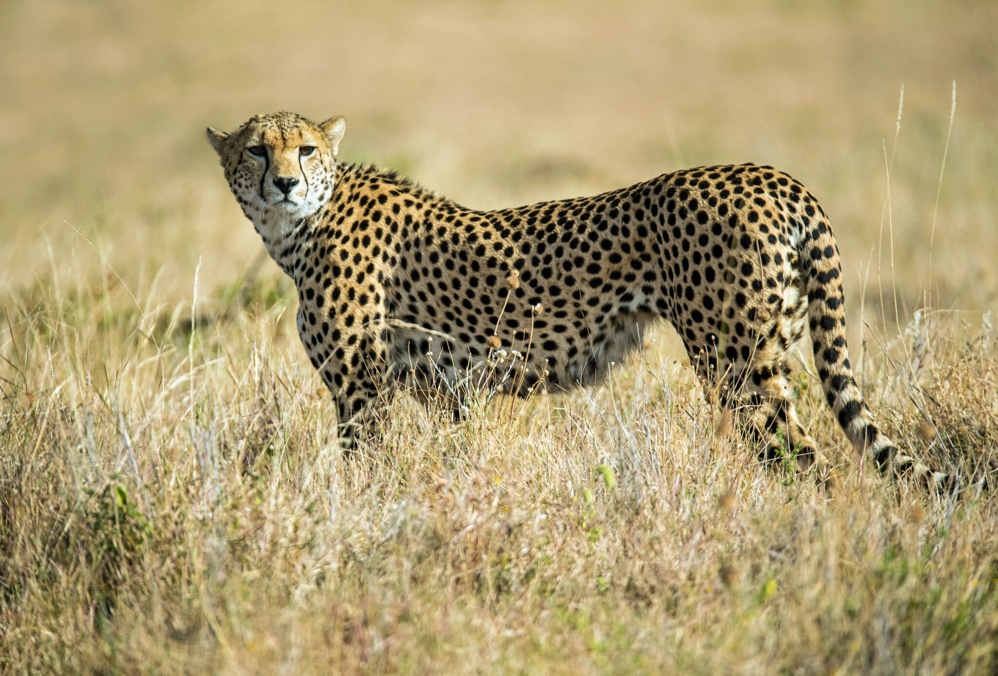 Travel scene for Lewa & Masai Mara, Rhino & Migration Luxury Safari: 6 Days, image 7