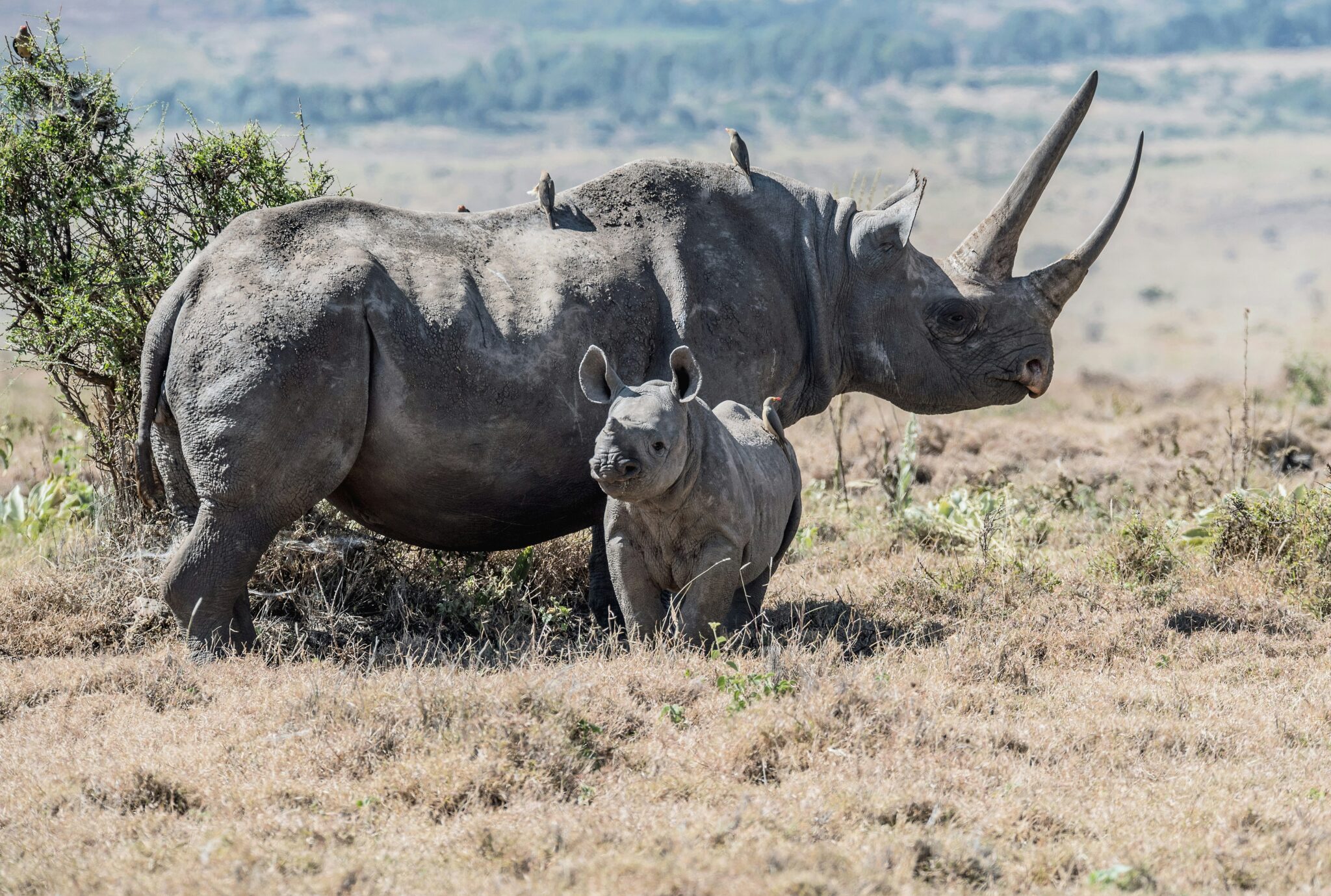 Travel scene for Lewa & Masai Mara, Rhino & Migration Luxury Safari: 6 Days, image 9