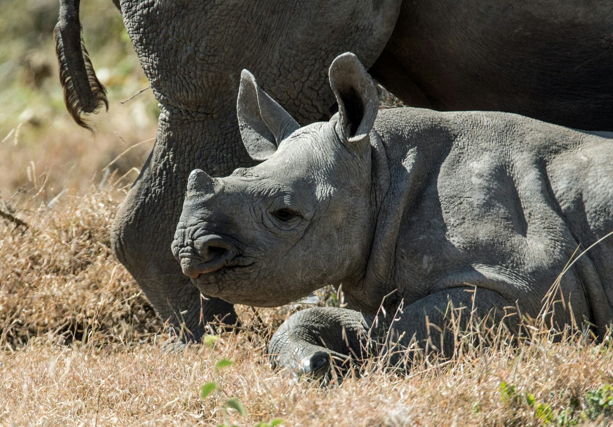 Travel scene for Lewa & Masai Mara, Rhino & Migration Luxury Safari: 6 Days, image 12