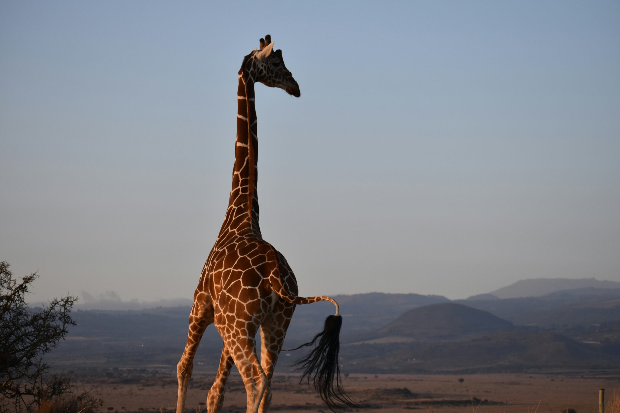 Travel scene for Lewa & Masai Mara, Rhino & Migration Luxury Safari: 6 Days, image 13