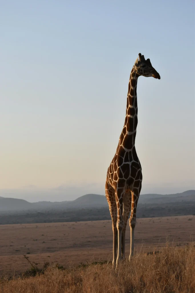 Travel scene from Lewa Wildlife Conservancy