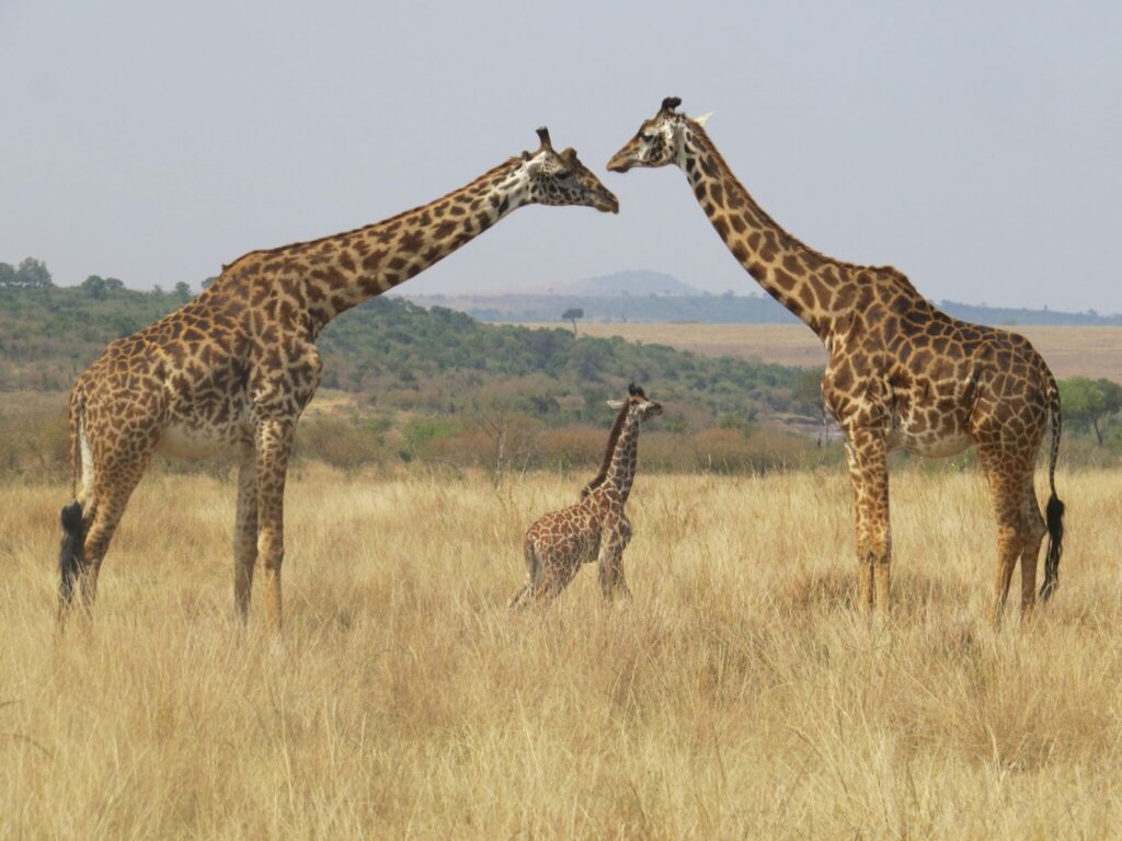 Travel scene for Masai Mara Conservancy Migration Luxury Safari: 5 Days