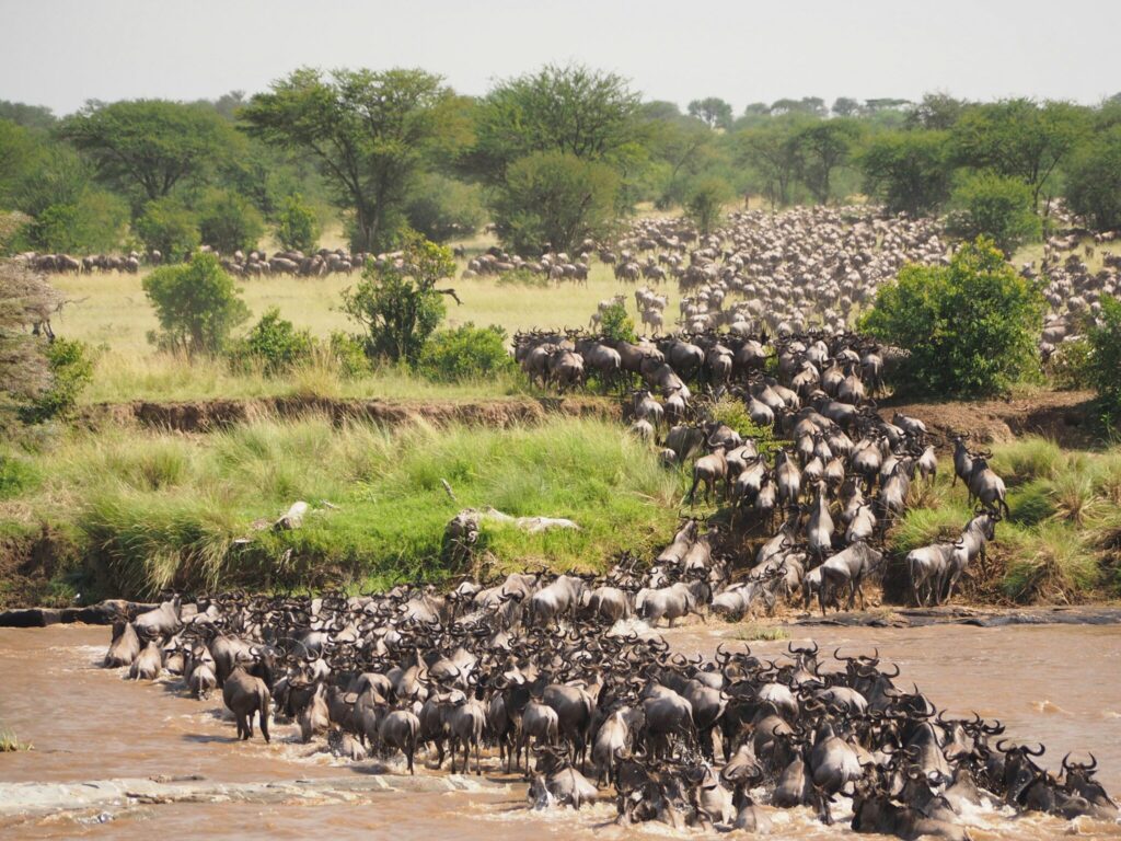 Travel scene for Masai Mara & Diani Beach Honeymoon Safari: 7 Days
