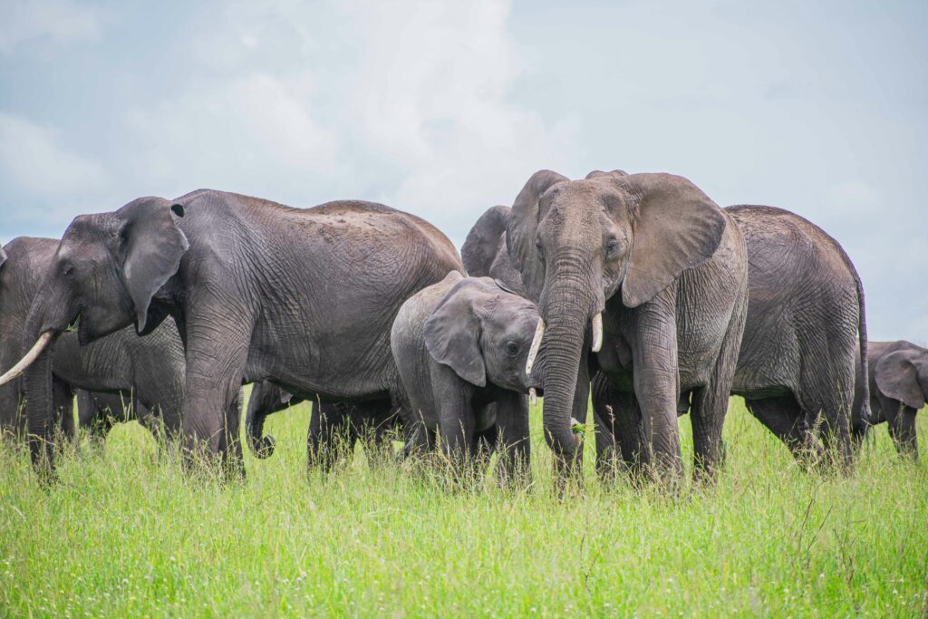 Travel scene for Masai Mara Migration & Amboseli Elephants Safari: 6 Days, image 1