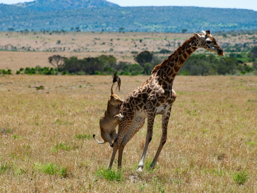 Travel scene for Masai Mara Migration & Amboseli Elephants Safari: 6 Days, image 2