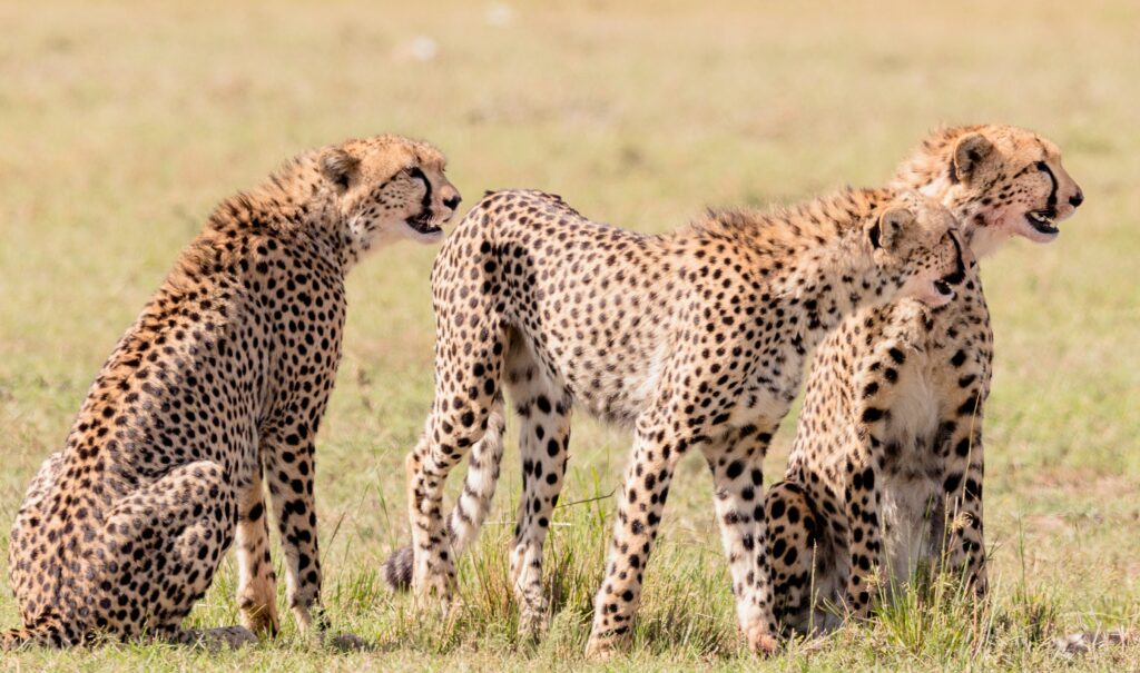Travel scene for Masai Mara Migration & Amboseli Elephants Safari: 6 Days, image 6