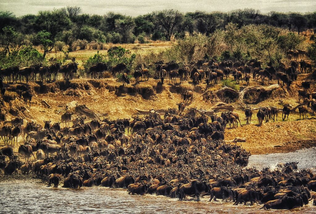 Travel scene for Masai Mara Migration & Amboseli Elephants Safari: 6 Days, image 8