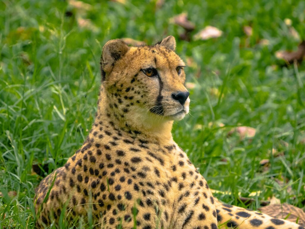 Travel scene for Masai Mara Migration Fly-In Safari: 3 Days
