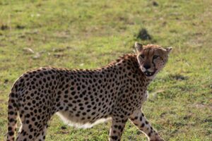 Travel scene for Masai Mara Migration Fly-In Safari: 3 Days, image 6