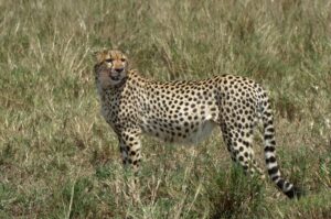 Travel scene for Masai Mara Migration Fly-In Safari: 3 Days, image 7