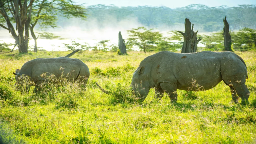 Travel scene for Masai Mara, Nakuru and Amboseli Family Safari: 5 Days