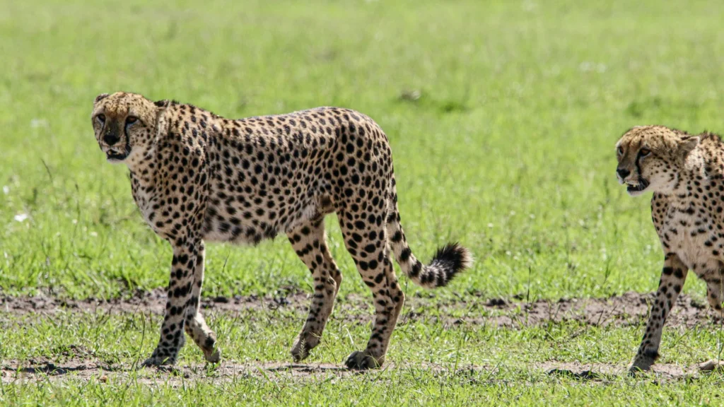 Travel scene for Masai Mara, Nakuru and Amboseli Family Safari: 5 Days, image 3