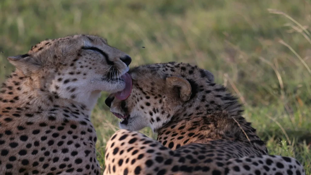 Travel scene for Masai Mara, Nakuru and Amboseli Family Safari: 5 Days, image 14