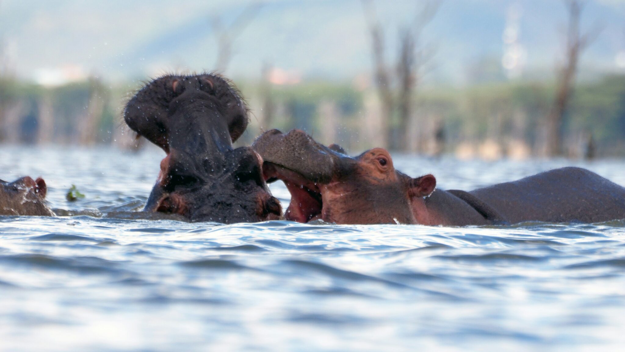 Travel scene for Masai Mara & Nakuru Migration Safari: 4 Days, image 3