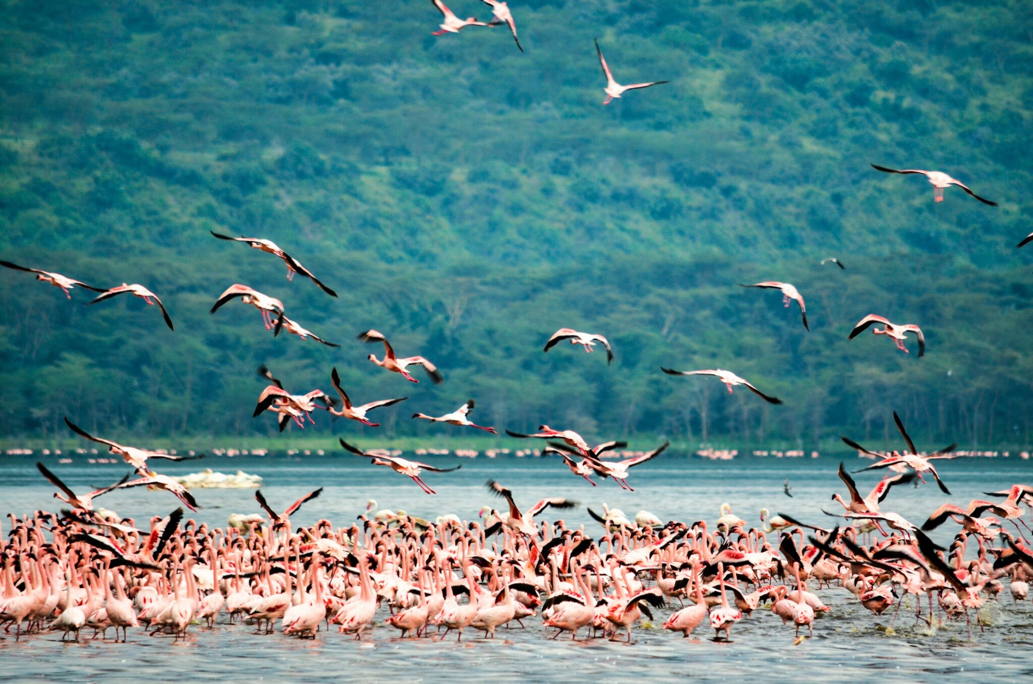Travel scene for Masai Mara & Nakuru Migration Safari: 4 Days, image 5