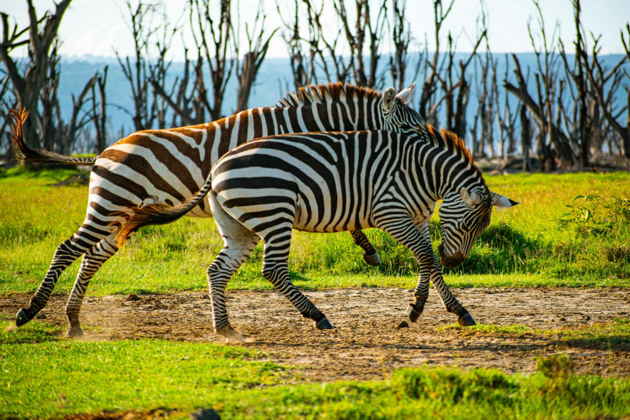 Travel scene for Masai Mara & Nakuru Migration Safari: 4 Days, image 6