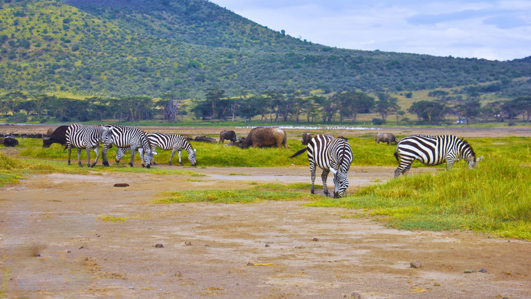 Travel scene for Masai Mara & Nakuru Migration Safari: 4 Days, image 8
