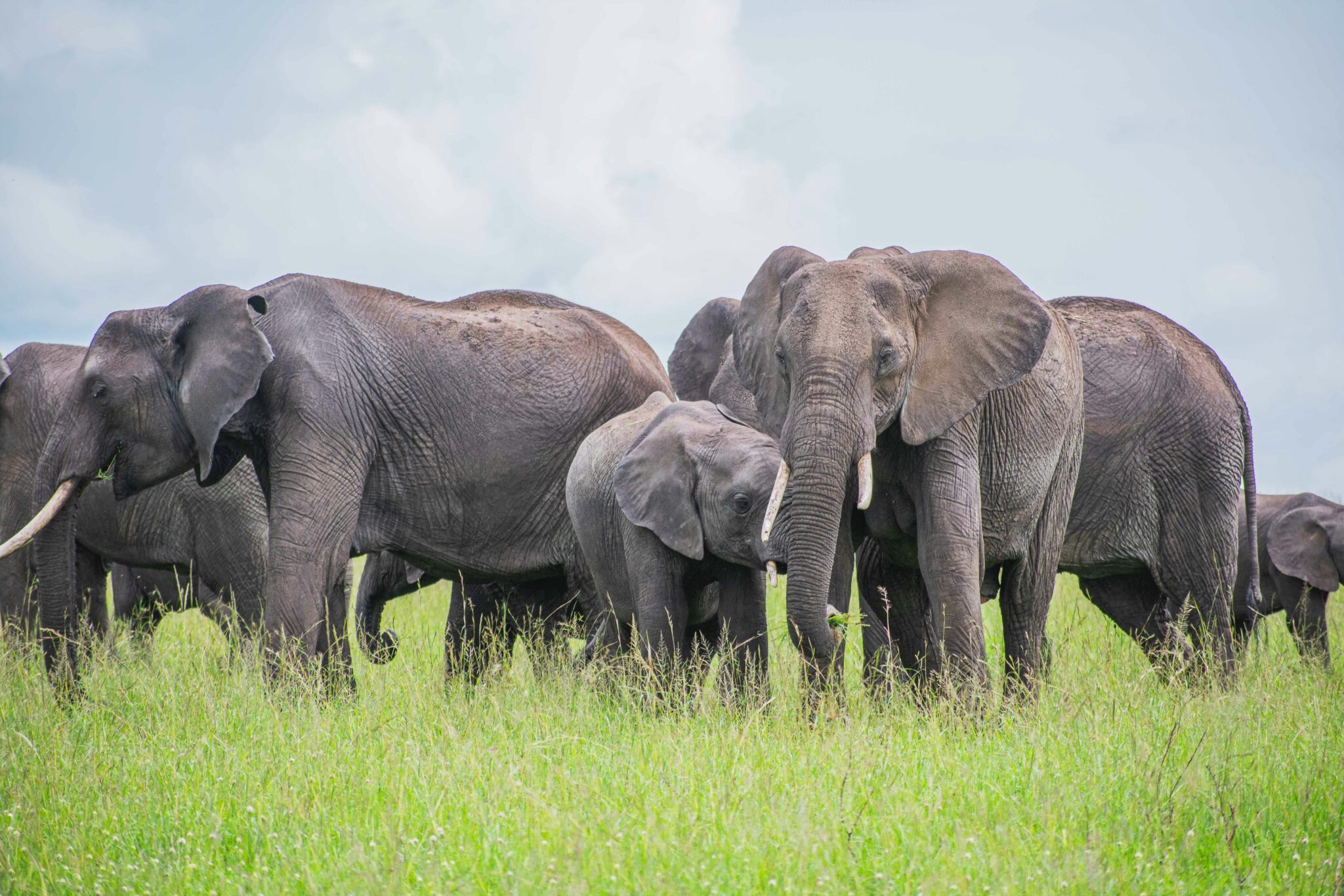 Travel scene for Masai Mara & Nakuru Migration Safari: 4 Days, image 9