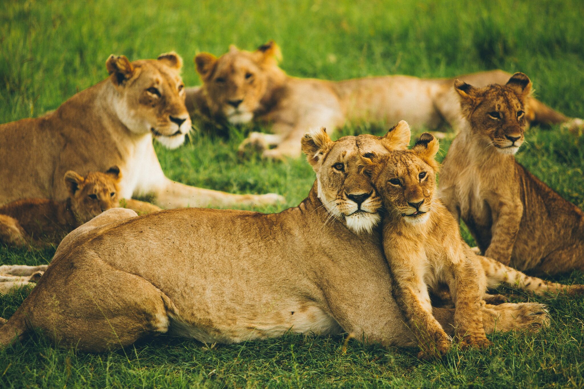 Travel scene for Masai Mara & Nakuru Migration Safari: 4 Days, image 11