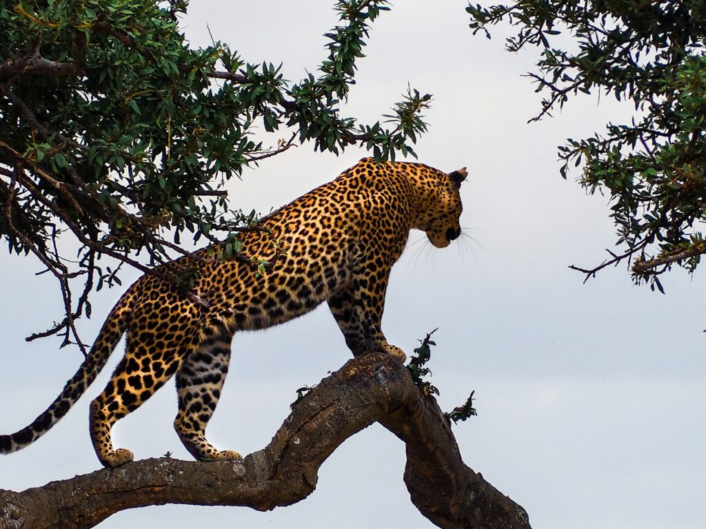 Travel scene for Masai Mara & Nakuru Migration Safari: 4 Days, image 14