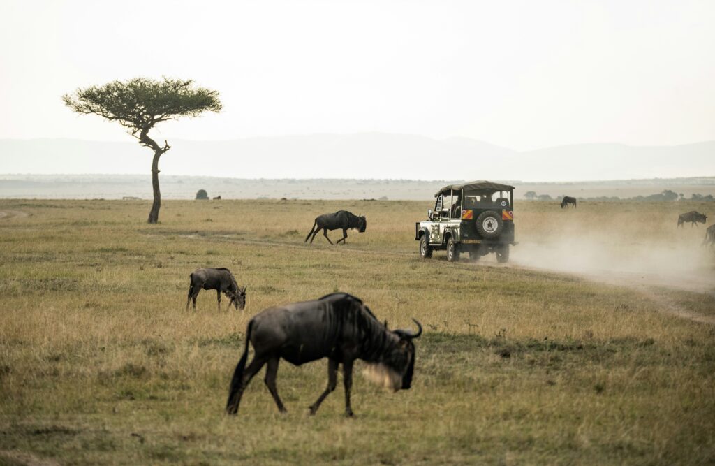 Travel scene for Masai Mara & Nakuru Migration Safari: 4 Days, image 15