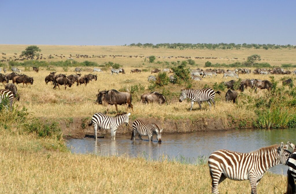 Travel scene for Masai Mara & Nakuru Migration Safari: 4 Days, image 16