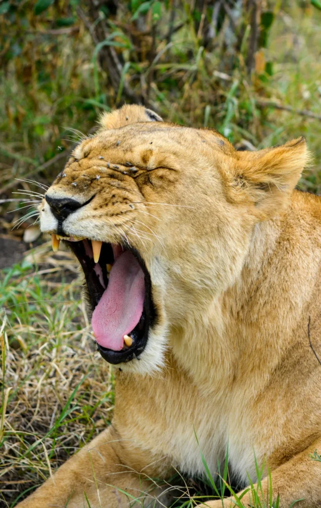 Travel scene from Masai Mara National Reserve