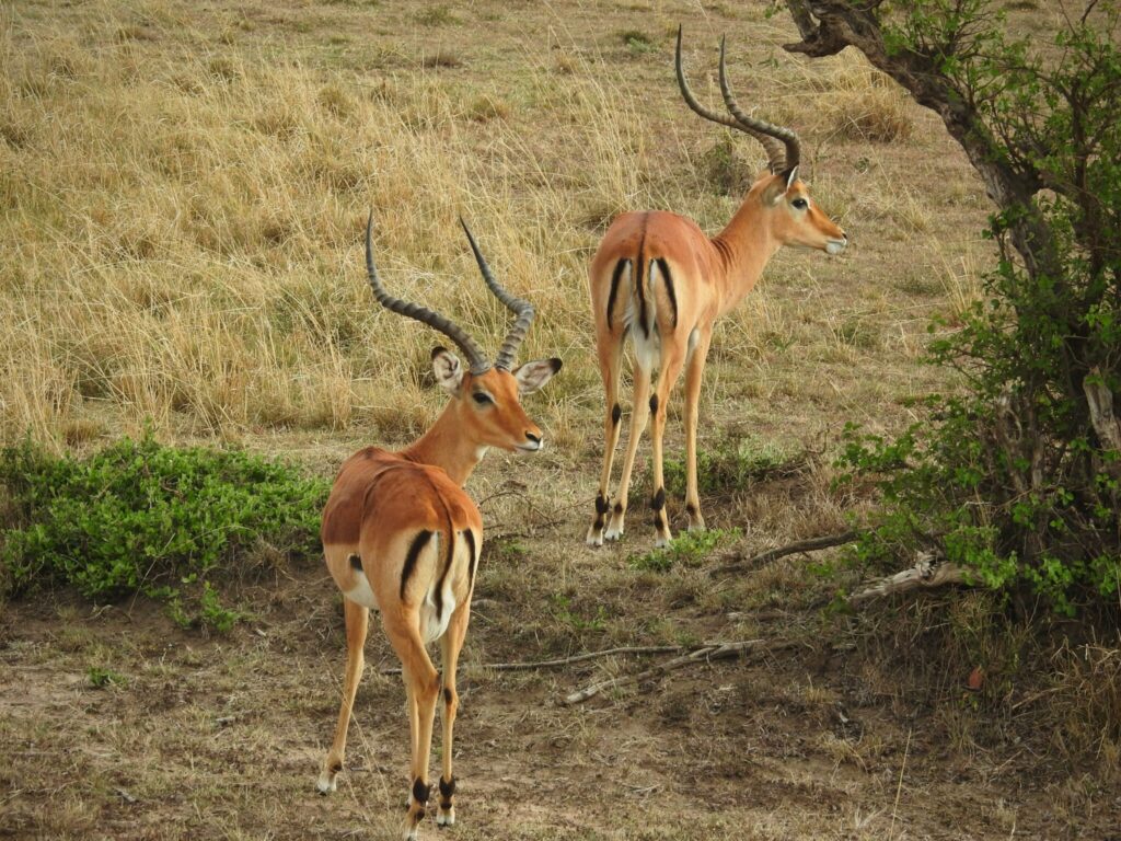 Travel scene for Masai Mara Private Safari: 3 Days