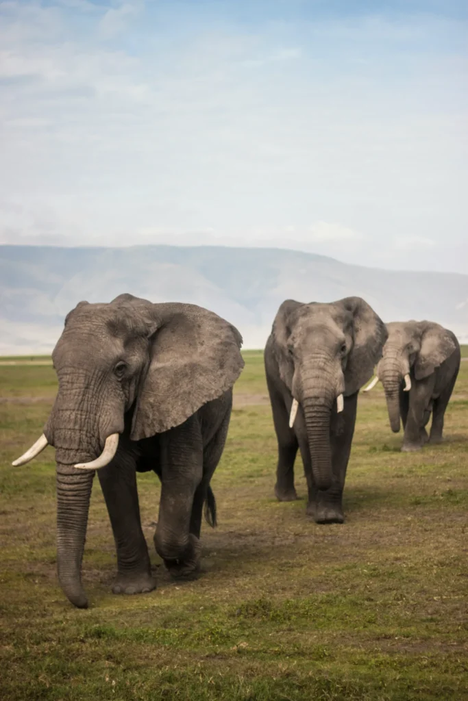 Travel scene from Mount Kenya National Park