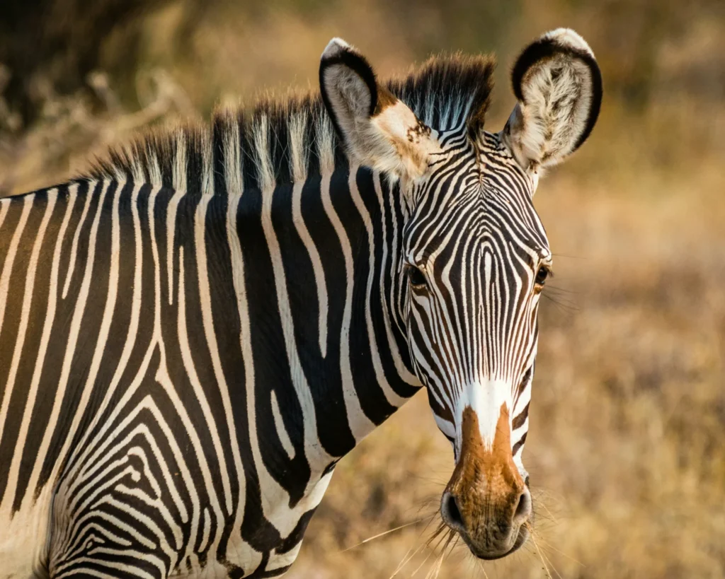 Travel scene from Nairobi National Park