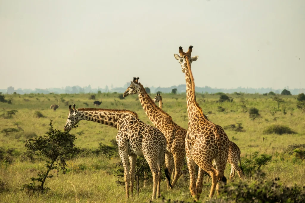 Travel scene from Nairobi National Park, image 5