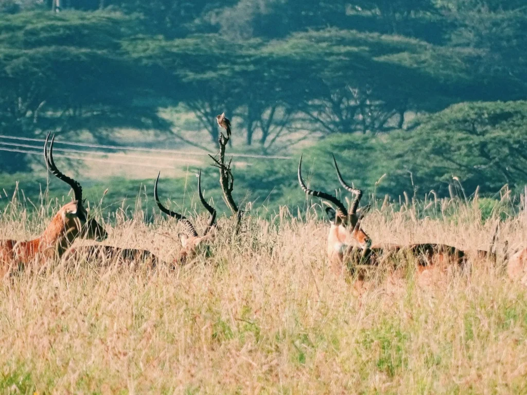Travel scene from Samburu National Reserve
