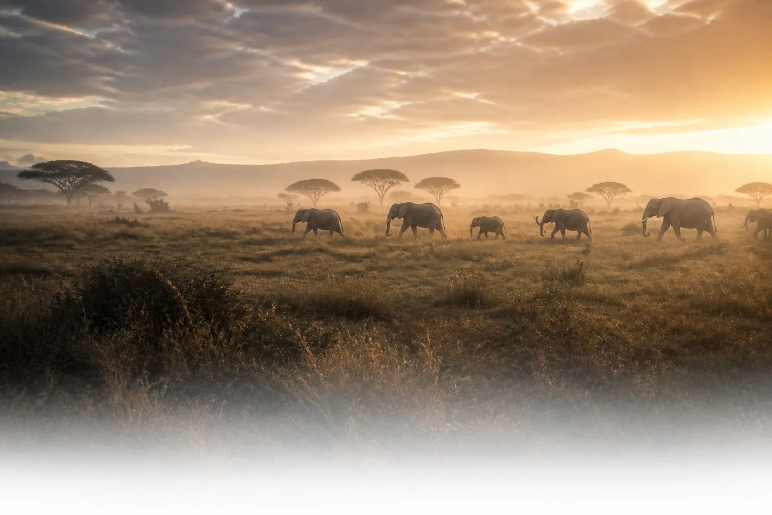 Elephant herd crossing warm savannah beneath an open sky