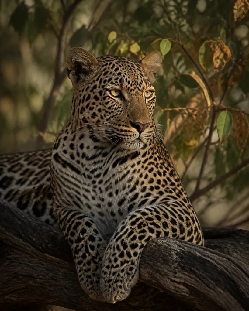 Leopard resting on a tree branch above dry savannah