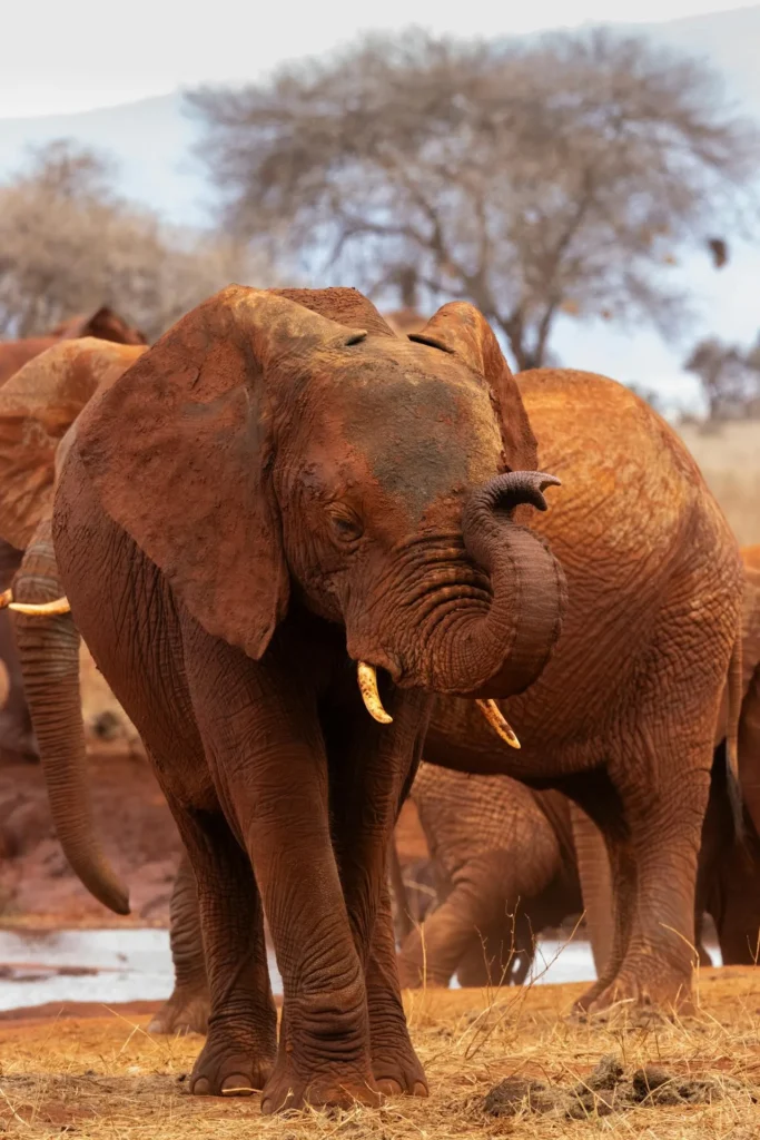 Travel scene from Tsavo National Park