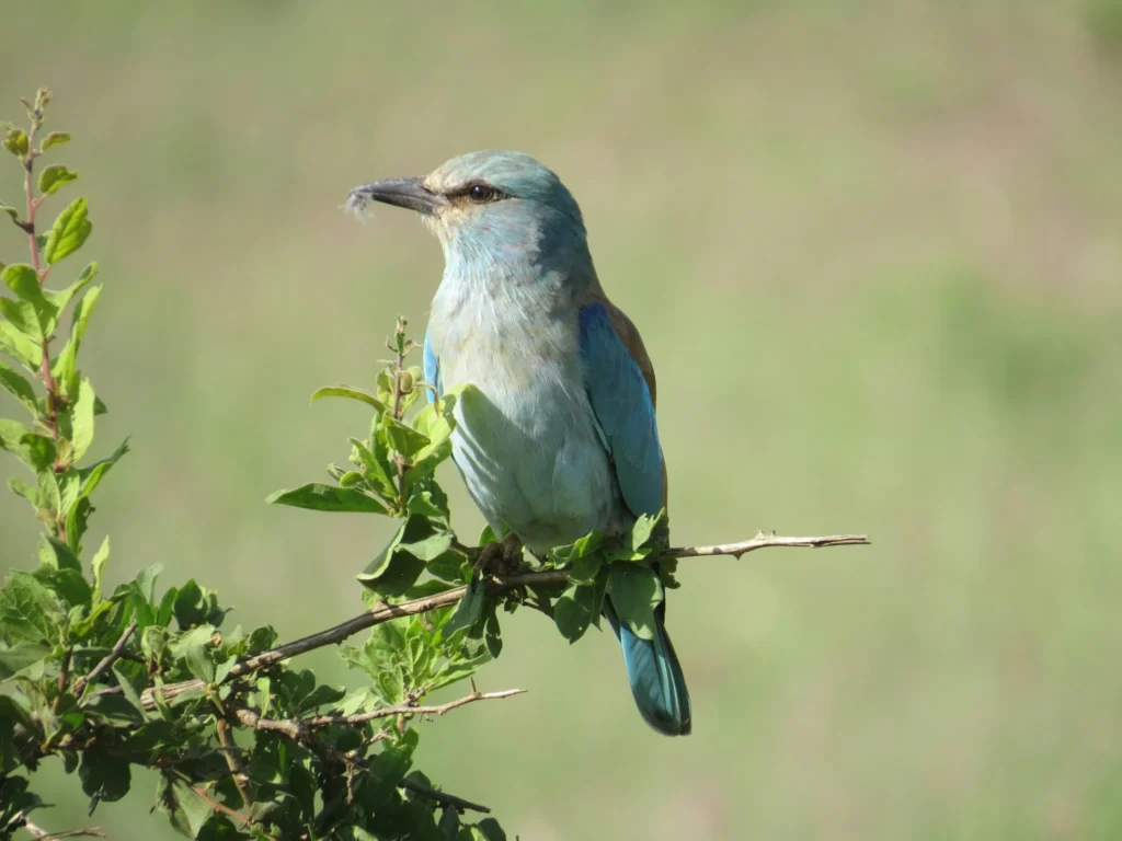 Travel scene from Tsavo West National Park